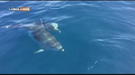 Il delfino di Golfo Aranci thumbnail