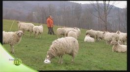 Le pecore frabosana thumbnail