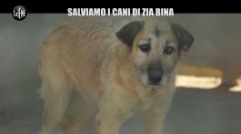 SCHEMBRI: Aiutateci a salvare i cani di zia Bina! Eccoli e come adottarli thumbnail
