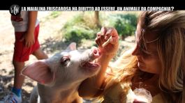 NINA: Aiutiamo la bellissima fattoria degli animali da compagnia di Anna! thumbnail