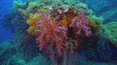 Ep. 2 - Raja Ampat