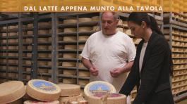 Il formaggio Piave DOP thumbnail