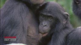 I bonobo thumbnail