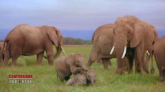 Gli elefanti