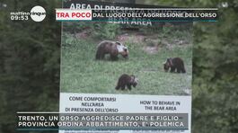 Trentino, orso aggredisce padre e figlio thumbnail