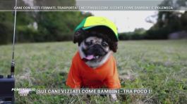 Cani Social - cani web star thumbnail