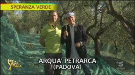 Le olive di Arquà Petrarca thumbnail
