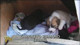 Cani randagi a Carpineto romano thumbnail