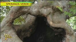 Il platano ultracentenario di Padova thumbnail