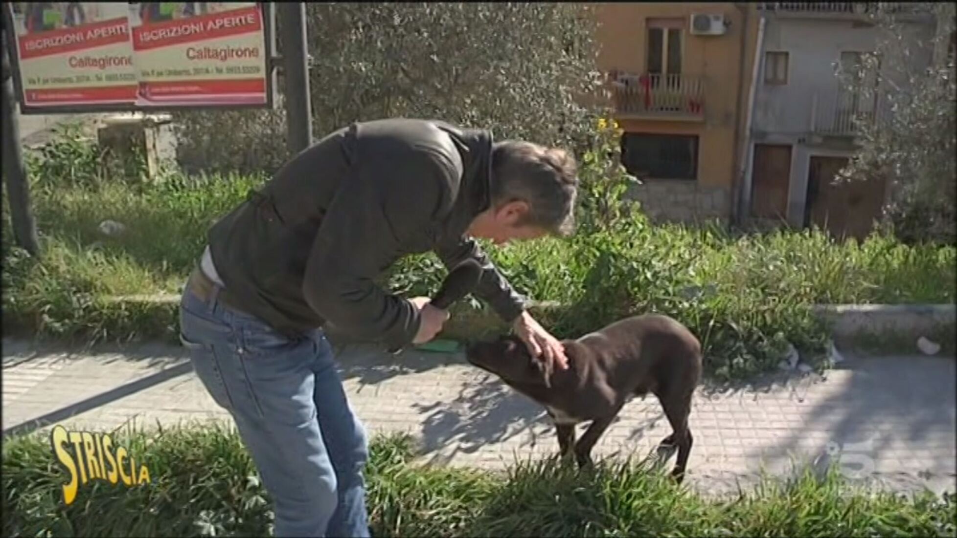 Risultato immagini per Cani randagi caltagirone
