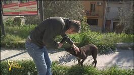 Cani randagi a Caltagirone (CT) thumbnail