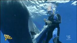 Balena chiede aiuto al sub per liberarsi dall'amo thumbnail