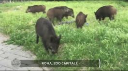 Roma, zoo capitale thumbnail