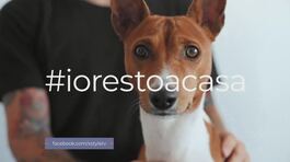 #iorestoacasa: nuove start-up lavorano per il benessere dei nostri amici a 4 zampe thumbnail