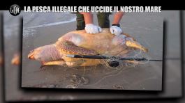 PELAZZA: F.a.d., ecco la pesca illegale che distrugge il mare Mediterraneo thumbnail