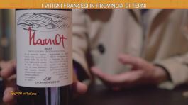 I vitigni francesi in provincia di Terni thumbnail