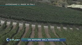 Agricoltura: difendiamo il made in Italy thumbnail