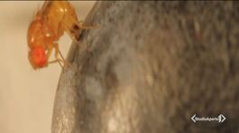 Puglia invasa da insetti alieni thumbnail