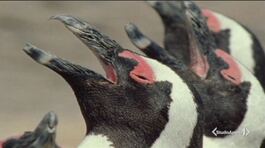 La lingua segreta dei pinguini thumbnail