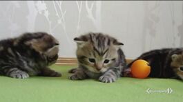 7 milioni di gatti in festa thumbnail
