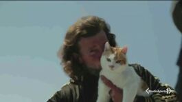 E' la giornata mondiale del gatto thumbnail