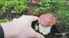Funghi, estate da record thumbnail