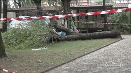 Inchiesta sull'albero killer thumbnail