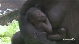 Baby boom di gorilla thumbnail