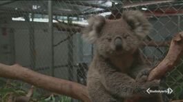 L'Australia si divide sui koala thumbnail