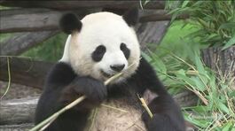 La guerra del panda thumbnail
