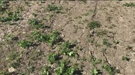 Primavera a secco E' allarme siccità thumbnail