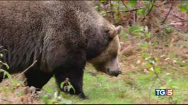 La Terra si spopola di animali selvatici thumbnail