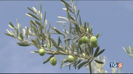 Produzione delle olive in forte calo thumbnail