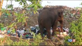 Elefanti tra i rifiuti thumbnail