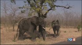 Botswana, torna la strage degli elefanti thumbnail