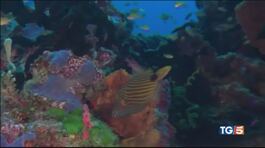 Salviamo la grande barriera corallina! thumbnail