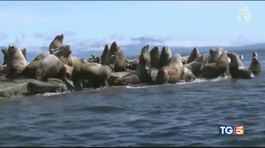 Strage di foche in Namibia thumbnail