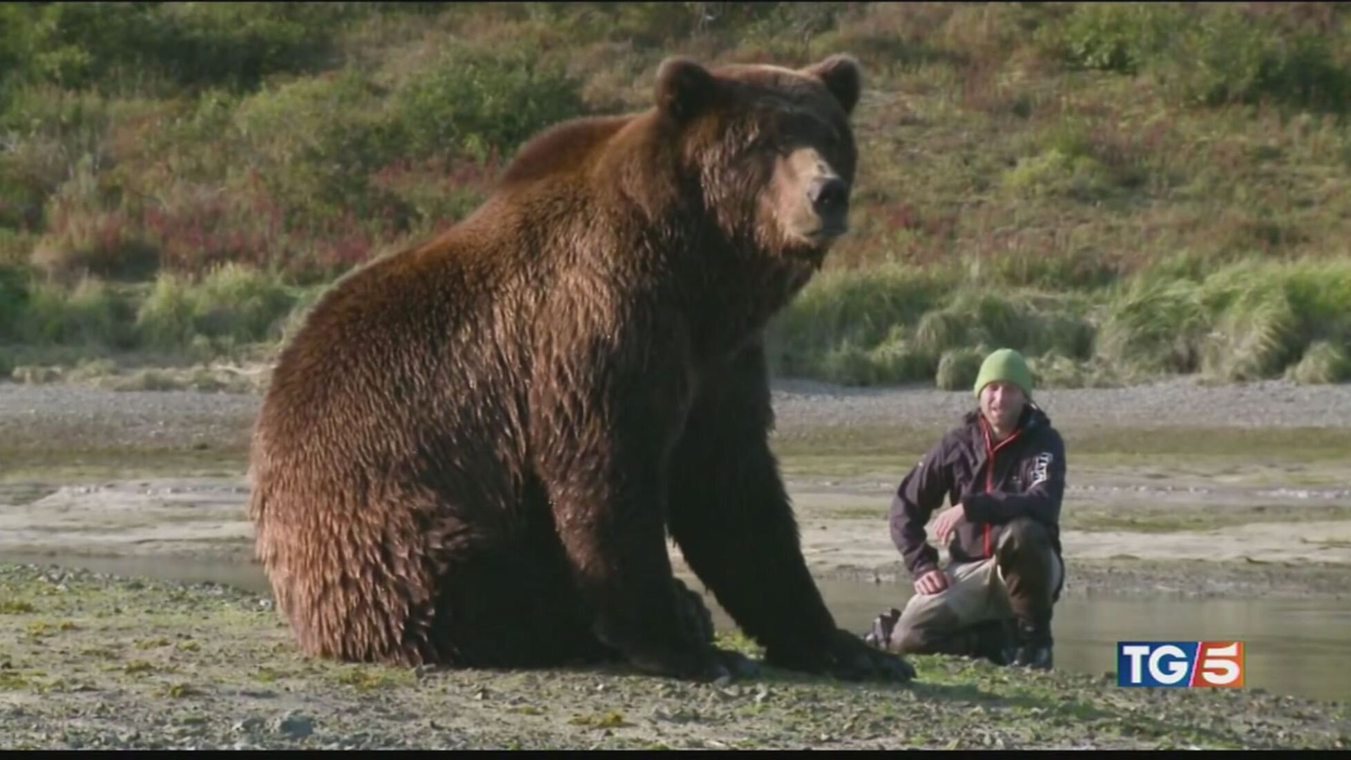Un'estate tra gli orsi grizzly in Alaska - TG5 Video | Mediaset Play