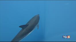 Poveri delfini! thumbnail