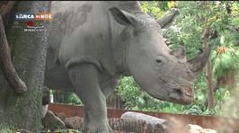 Due rinoceronti bianchi al Bioparco di Roma thumbnail