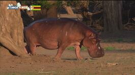 L'ippopotamo dello Zimbabwe thumbnail