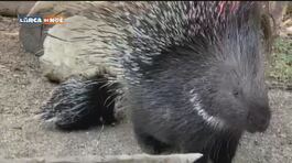 Una sorpresa dallo Zoo di Napoli thumbnail
