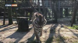 Lo zoo di Lignano Sabbiadoro thumbnail