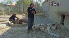 Il parco Tiger Experience thumbnail