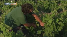L'agricoltura di Pantelleria thumbnail