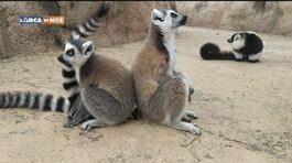 I lemuri del Madagascar thumbnail