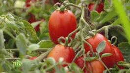 Emilia Romagna patria della coltivazione del pomodoro da industria thumbnail