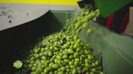 La raccolta delle olive e l'arrivo in frantoio thumbnail