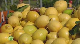 Mondo limoni thumbnail