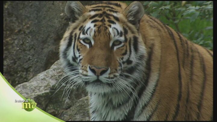 Differenza tra tigre del Bengala e siberiana
